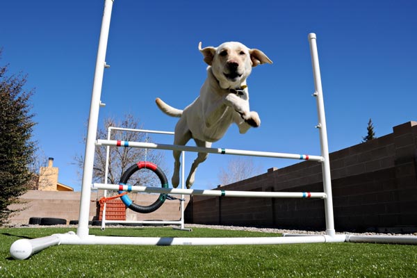 Dog playing on artificial grass obstacle course
