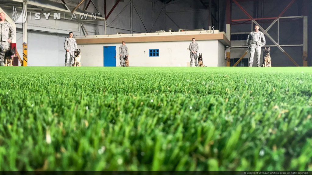 Dogs being trained on artificial grass from SYNLawn