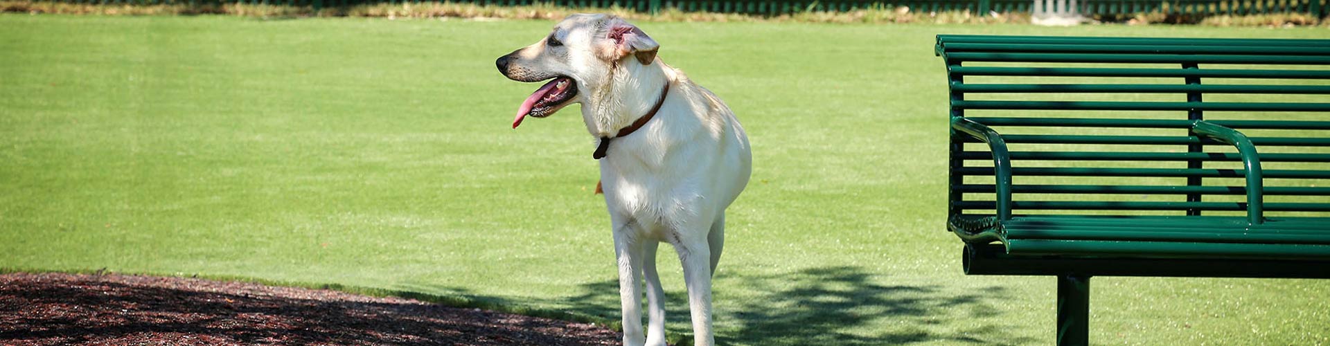 Dog taking a break on an artificial grass dog park