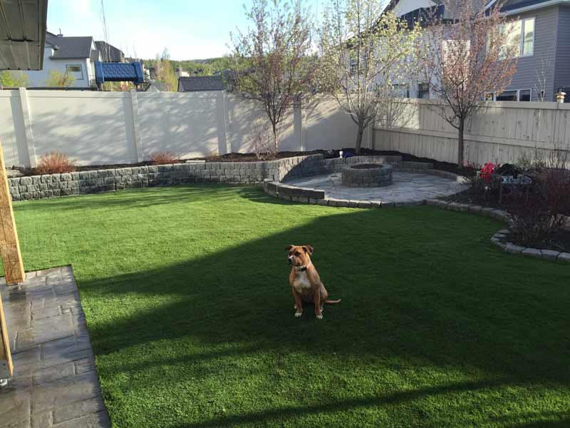 Dog playing on artificial grass yard