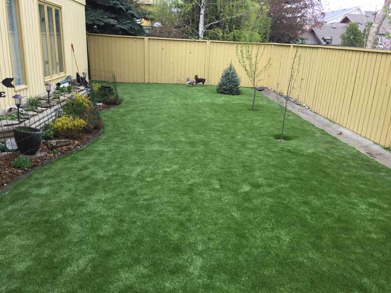 Dogs playing on artificial grass in a backyard