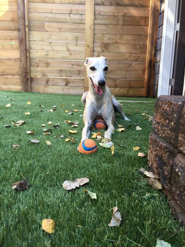 Pet Turf