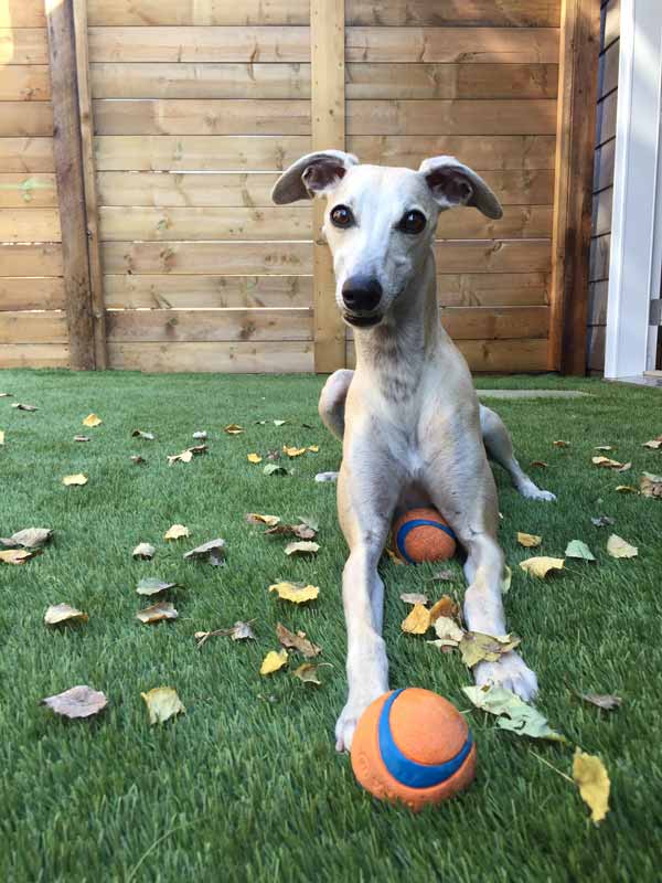 Dog playing with ball on artificial grass