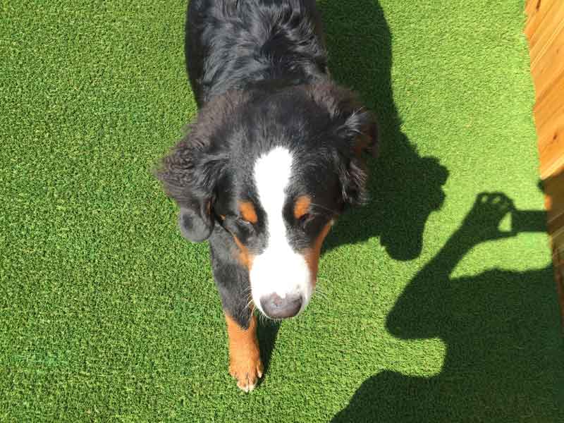 Dog playing on artificial grass