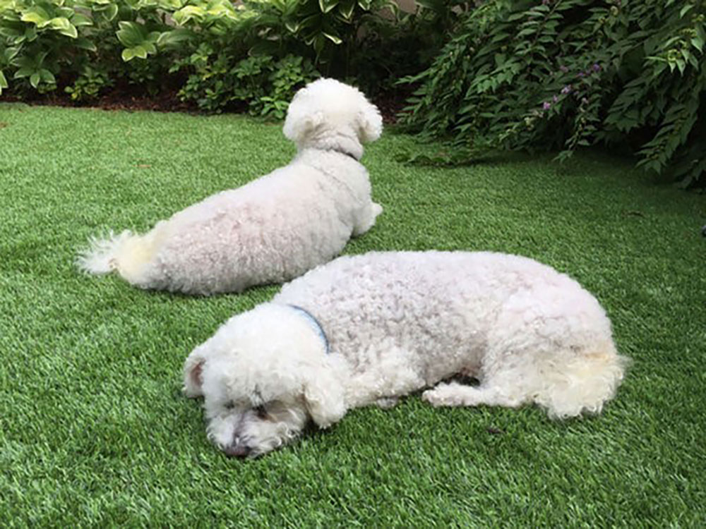 pets resting on artificial turf