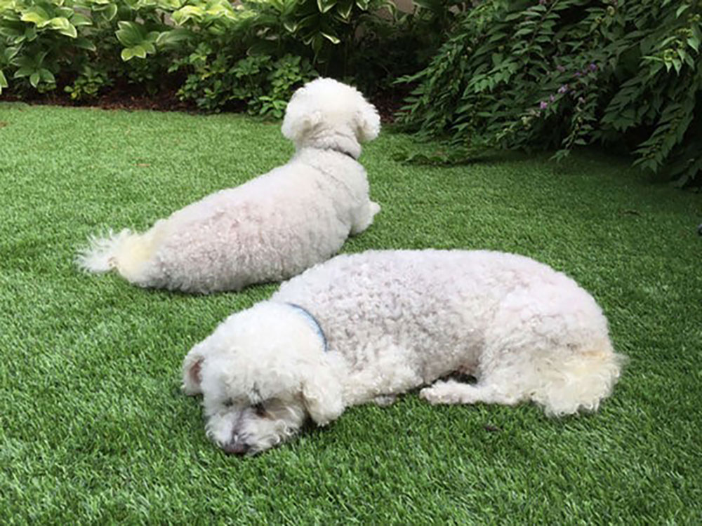 Dogs relaxing on artificial grass