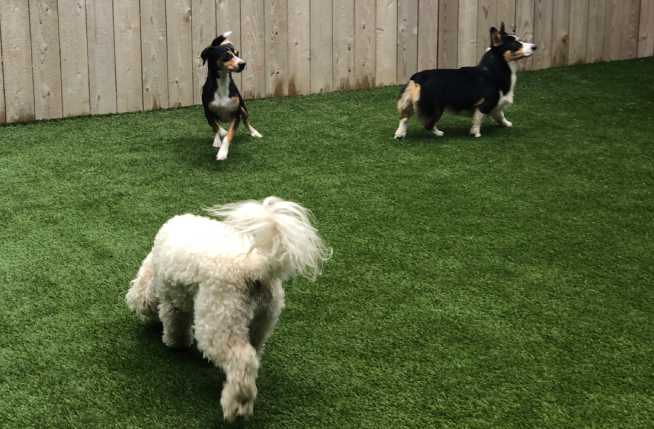 Dogs playing in artificial grass yard