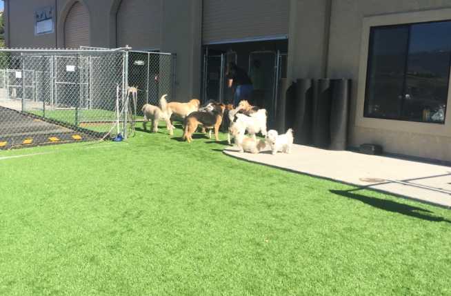 Commercial artificial grass for dog daycare facilities