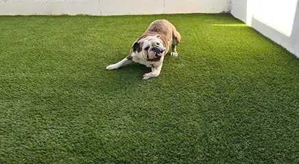 Dog playing on artificial grass from SYNLawn 