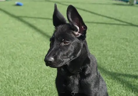 Dog playing on SYNLawn artificial grass
