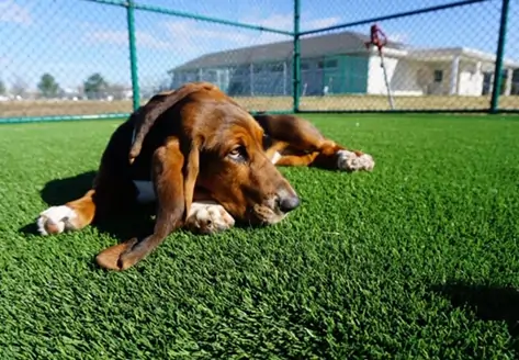 Dog relaxing on SYNLawn artificial grass