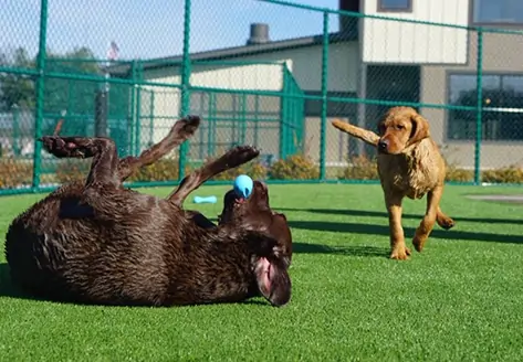 Dogs playing on SYNLawn artificial grass