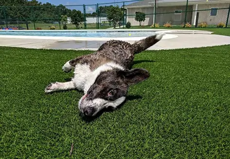 Dog relaxing on SYNLawn turf lawn 