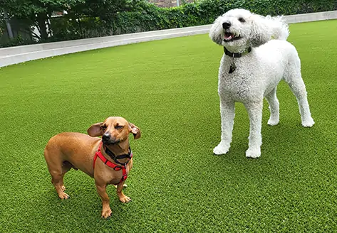 Dogs playing on artificial grass from SYNLawn