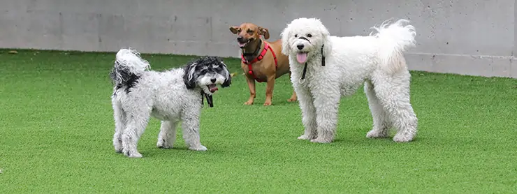 Dogs playing on artificial grass from SYNLawn