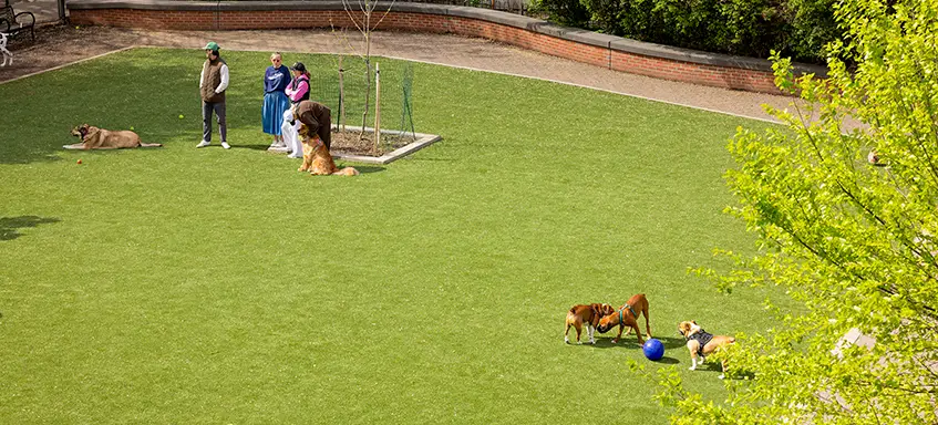 Dogs playing on artificial grass from SYNLawn